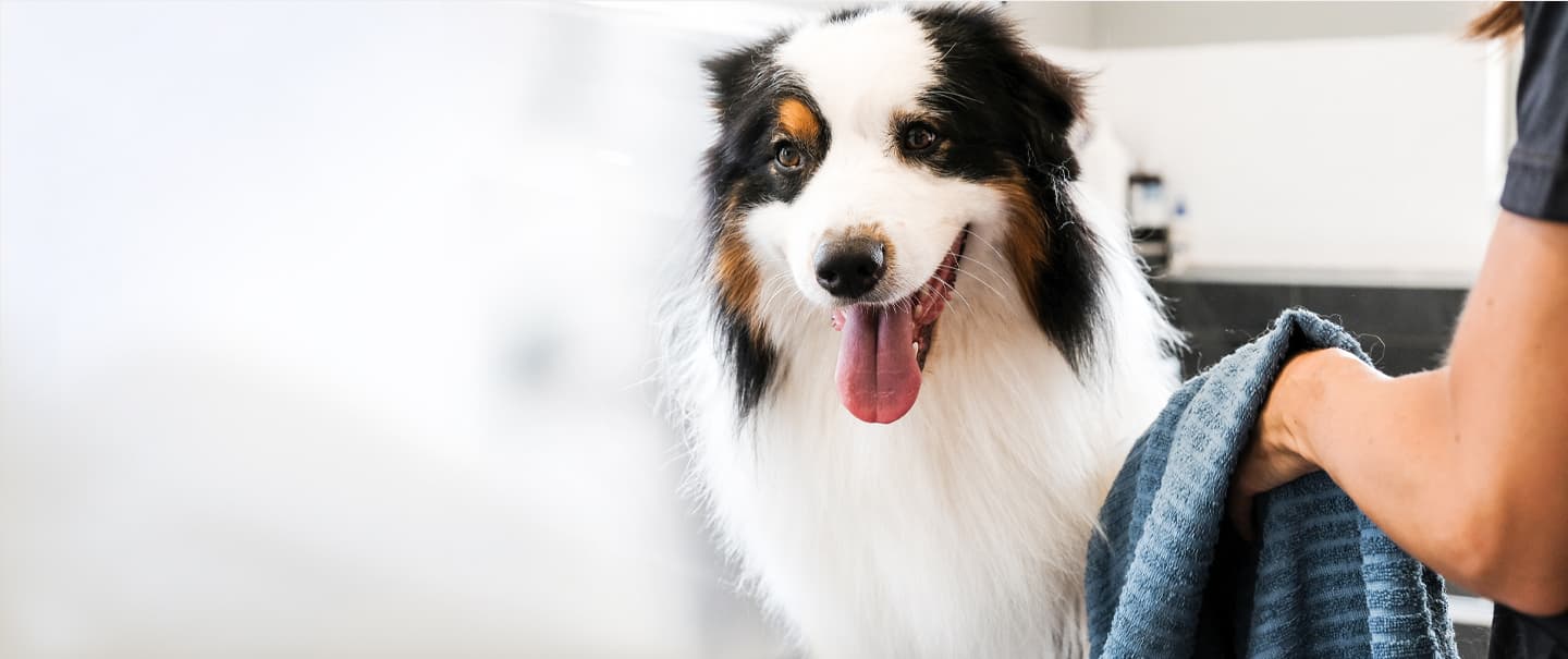 Dog at cleaning shop