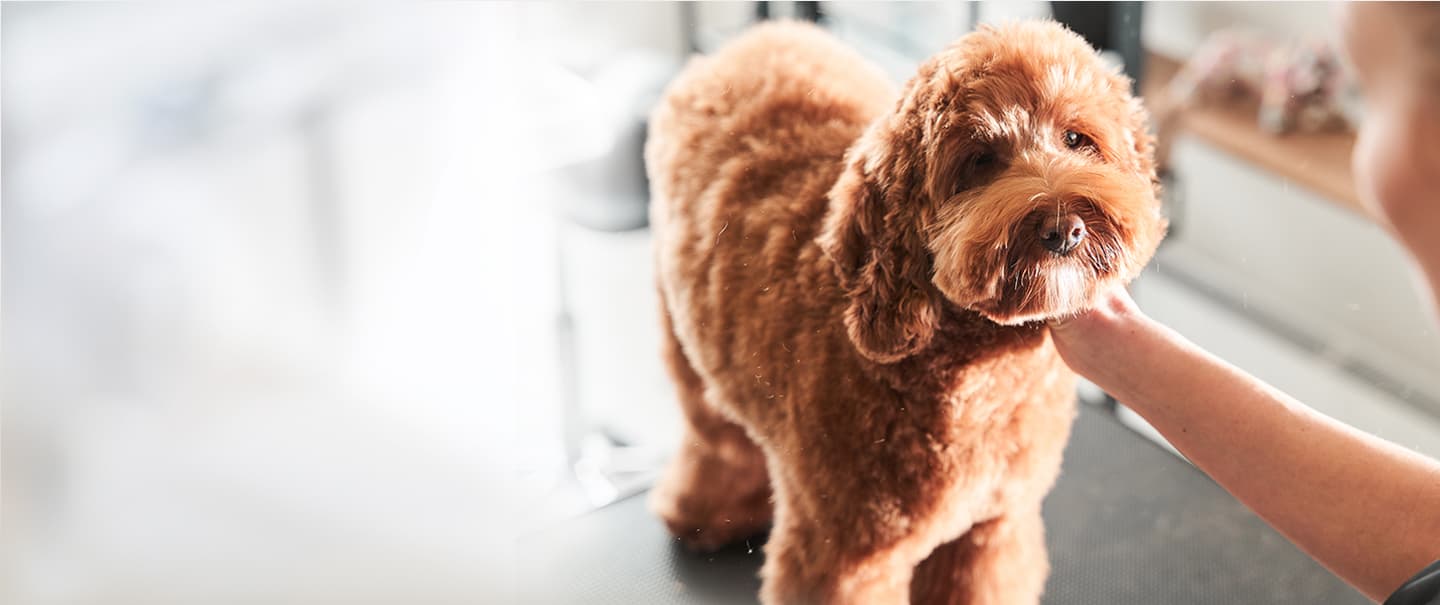 pet wellness banner image