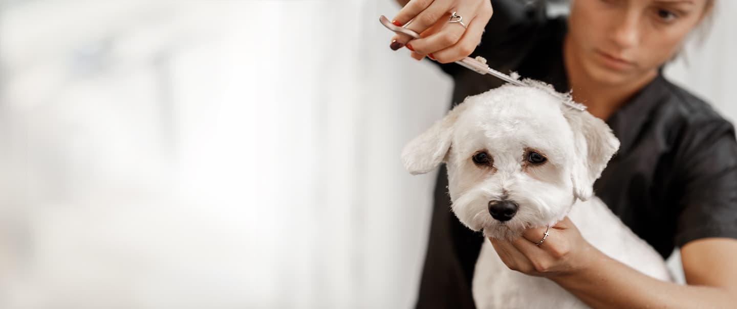 groomer cutting hairs